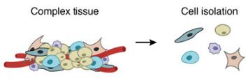 一個復雜的組織被分解成單個細胞。DROP-SEQ